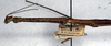 CollectionObject 1561663; NMW 313, 7e3f3992-8c22-4862-8eb8-c7d2dbfc9c6d: copyright NMW, Vienna. male: head and thorax, lateral view (holotype). (CollectionObject).