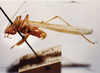 CollectionObject 1503334; MBBJ 3225928, d6946b23-59a1-4f93-8950-46e7af438456: male, lateral view. (CollectionObject).
