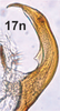Aedeagus, lateral view on Bretega quinispiverpa Stiller, 2017: Aedeagus, lateral view (from Grahamstown). (Observation).