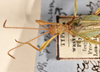 CollectionObject 1557807; 3cdee121-930a-471d-953a-90ed85349d12: copyright UMO. male head & thorax, dorsal view (syntype). (CollectionObject).;CollectionObject 1557808; 847219de-857b-47ba-9092-e802aa581c6b: copyright UMO. male head & thorax, dorsal view (syntype). (CollectionObject).