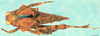 CollectionObject 1501972; a252b47d-ebbb-4683-8e0a-ecfd26b511ff: female, dorsal view. (CollectionObject).