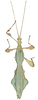 CollectionObject 1561254; a5830c31-8504-499b-89c5-6dd13dbca830: copyright ANIC (CSIRO), photographs by B. Koopmans. male, dorsal view (paratype). (CollectionObject).