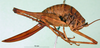 CollectionObject 1502638; 3a66cde6-d9e7-4084-a045-a585bf620976, MfN 4223: female, lateral view (syntype). (CollectionObject).
