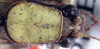 CollectionObject 1517199; 7ff096d9-1d9f-4a7a-8931-72b37729bc5a: female head and pronotum, dorsal view (holotype). (CollectionObject).