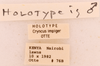 CollectionObject 1522769; dce6a054-9683-429a-ba6c-0b0b5a6e285c: Male, labels (holotype). (CollectionObject).