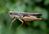 Orphulina pulchella Giglio-Tos, 1894: female. (Otu).