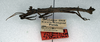 CollectionObject 1561561; NMW 49, 1aa6feab-76ac-459c-8ed7-0fd05ec5a7f5: copyright NMW. Datames arietinus male, lateral view (lectotype). (CollectionObject).