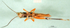 CollectionObject 1576267; 9d7e4807-c83f-4cba-9f2c-227b985e3d0d: male, ventral view (allotype). (CollectionObject).