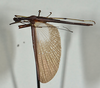 CollectionObject 1560952; USNM(SF IMPORT DUPLICATE) 7349, 87ff6108-e634-4e76-bc4e-a73b361b0010: copyright USNM, Washington. (CollectionObject).