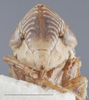 Head on Diplocolenus (Diplocolenus) brevior Ross & Hamilton, 1970: Head/Face. (Observation).