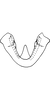 Aedeagus, ventral view: Aedeagus, ventral view. (Observation).