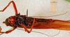 CollectionObject 1500325; 34d3cb2f-8a28-4c24-ab18-13839bc99373: male, ventral view (syntype). (CollectionObject).