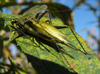 mating pair (black head/pronotum version, September 2014, Racine County, Wisconsin). Depicts Oecanthus forbesi Titus, 1903, an Otu.