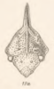 Head: !! display not done !! on Entylia mira Butler, 1877: (Observation).