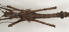 CollectionObject 1577050; 81ec4be9-24a2-4bfe-8abb-df410298d484: copyright ZIN St. Petersburg. male, ventral view (paratype). (CollectionObject).;CollectionObject 1577051; 4cf9588e-6dd4-4039-86a3-4a6a7c57cbb0: copyright ZIN St. Petersburg. male, ventral view (paratype). (CollectionObject).