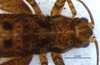 CollectionObject 1581474; 717257a7-4440-423f-9958-704b25fb0463: female, head and thorax, dorsal view (paratype). (CollectionObject).