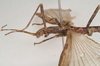 CollectionObject 1559615; NHMUK(SF IMPORT DUPLICATE) 845251, 2437de70-e8bb-468b-8518-00406396d401: copyright Natural History Museum, London. male: head and thorax, lateral view of Necroscia cyllarus (lectotype). (CollectionObject).