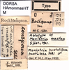 CollectionObject 1507061; 17b25eb7-544e-4ede-8d32-fe1233f0ccbe: labels (holotype of Monistria mastax). (CollectionObject).
