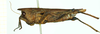 CollectionObject 1532564; 35dcb7ab-4208-4542-aefd-b9c86d185cab: female, lateral view ("neotype"). (CollectionObject).
