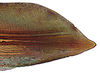 First valvula of ovipositor on Coarctana oricula Domahovski & Cavichioli, 2023: Female paratype [DZUP]: apical portion of first valvula, lateral view. (Observation).
