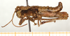 CollectionObject 1499599; 06955f05-2fb3-4a86-89be-745dd73b210f: male, lateral view (allotype). (CollectionObject).