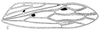 Forewing: !! display not done !! on Agudus sexmaculatus Linnavuori, 1959: forewing. (Observation).