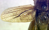 CollectionObject 1500469; be53b7c5-9b8e-4f43-b81b-a5a07f36d210: male, left tegmen (holotype of Metrioptera kuntzeni). (CollectionObject).
