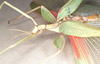 CollectionObject 1562294; 8e0c4761-6a15-42d6-85a9-9595c8d4c662: copyright MVMA, Melbourne. female: head and thorax, lateral view (probable syntype). (CollectionObject).