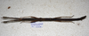 CollectionObject 1576532; 23ef1579-bcd0-4b72-95cd-7b984016a422: copyright ZRC Singapore. female, dorsal view (holotype). (CollectionObject).
