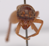 CollectionObject 1476559; 78218c33-1811-4ae4-98f5-918e69e029e6, CNMS 5531: male, frontal view (holotype). (CollectionObject).