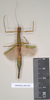 CollectionObject 1559845; NHMUK(SF IMPORT DUPLICATE) 844786-844788, ea4a7d0d-2a59-4bd7-b5c8-1c0ec6194e6d: copyright Natural History Museum, London. female Marmessoidea phluctainoides (syntype). (CollectionObject).