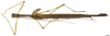 CollectionObject 1581366; d90378f3-9bb7-4e65-896b-e0d7e34de355: copyright INPA Manaus. male, dorsal view (holotype). (CollectionObject).