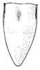 Zoumolampis bradleyi (Rehn, 1929): Pl. 1, Fig. 4 (after type). female subgenital plate, ventral view. (Otu).