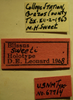 Blissus sweeti Leonard, 1968: Blissus sweeti - Holotype Labels (NMNH) - (CC BY-NC 3.0) - Photo by Pablo M. Dellapé with permission from the National Museum of Natural History (NMNH), Smithsonian Institution, Washington, D.C. (Otu).