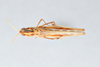 CollectionObject 2870572; CNCI 1010326, 70ad5bae-5cad-4b56-b3e7-850cac2df1e4: Cordillacris crenulata. (CollectionObject).