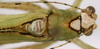 CollectionObject 1503502; 7376d0d2-dd27-4f47-b156-d7fcfc888bc8: male, dorsal view (holotype). (CollectionObject).