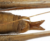 CollectionObject 1539728; 56e64632-c5f4-4c88-93bb-c5f4d175d32c: male cerci (holotype). (CollectionObject).
