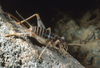 Gryllomorpha (Hymenoptila) lanzarotensis (Kevan & Hsiung, 1992): Photo: Pedro Oromí. female. (Otu).