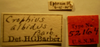 CollectionObject 1595225; a7ce5d2b-4b54-4ae3-83c1-873409fd53e1: Crophius albidus - Holotype Labels (NMNH) - (CC BY-NC 3.0) - Photo by Pablo M. Dellapé with permission from the National Museum of Natural History (NMNH), Smithsonian Institution, Washington, D.C. (CollectionObject).