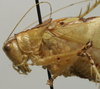 CollectionObject 1535904; bfbf330f-6025-47b1-a31c-a7273169fd67: male pronotum, lateral view. (CollectionObject).