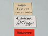 CollectionObject 1556960; 19b0694b-25c8-4afa-af0d-8ab59ee24aea: copyright MONZ, Wellington. female of synonym Acanthoxyla huttoni, data labels (holotype). (CollectionObject).