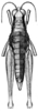 Hylopedetes mirandus Rehn, 1929: Pl. 2, Fig. 2 (after allotype). female, dorsal view (body length 19.6 mm, pronotum 3.27 mm, hind femur 13.9 mm). (Otu).