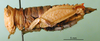 CollectionObject 1500959; 9cf54dd5-c69d-4441-bf43-ed1930bce568: female, lateral view (holotype). (CollectionObject).