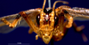 CollectionObject 1516630; f4de8c69-ac55-48e1-a006-2688290b308c: female, frontal view (holotype). (CollectionObject).