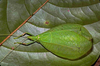 CollectionObject 1576915; 96e7dd3b-8c83-4622-9785-7e5eee22dd66, CH3439: male, dorsal view. (CollectionObject).