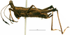 CollectionObject 1585482; 3c475353-cecd-423e-8024-f4baf62ab89f: female, lateral view. (CollectionObject).