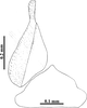 Subgenital plate: (Observation).