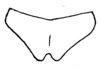 Mioacris acutipennis (Pictet & Saussure, 1892): Fig. 39. female subgenital plate. (Otu).