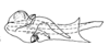 Aedeagus, lateral view: (Observation).
