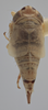 Habitus, dorsal view on Athysanella (Amphipyga) omani Blocker, 1990: Dorsal. Paratype. (Observation).